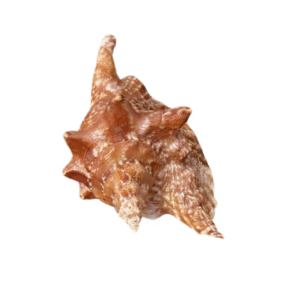 búzios