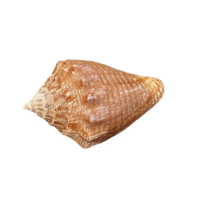 concha do mar m