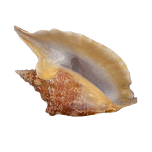 concha do mar p
